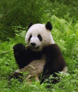 Китай. Бамбуковый медведь - панда